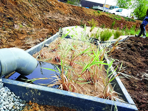 La phytoépuration pour la gestion des eaux pluviales à la parcelle