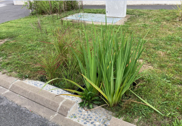 JARDINS DE PLUIE?: INFILTRER À PETITE ÉCHELLE