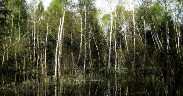 Biodiversité : un consortium scientifique au service des écosystèmes lacustres