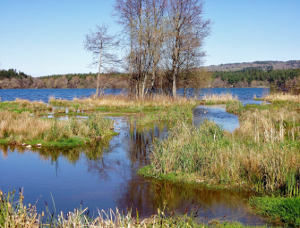 Agence française de la biodiversité : quels moyens pour quelles ambitions ?
